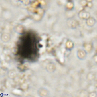 Micula sp VR 21529