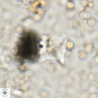 Micula sp VR 21529