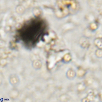 Micula sp VR 21530