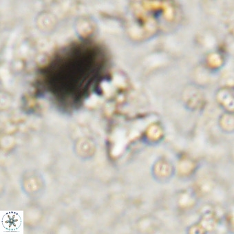 Micula sp VR 21530