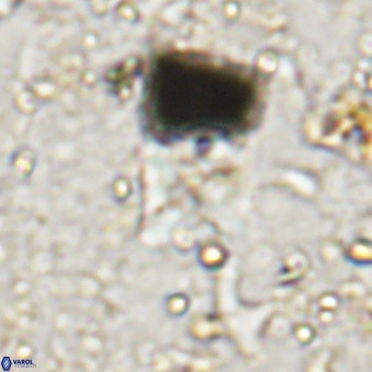 Micula sp VR 21531