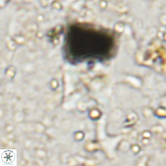 Micula sp VR 21531