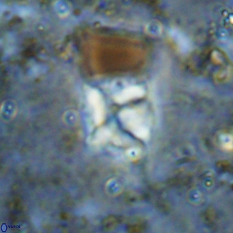 Micula sp VR 21532
