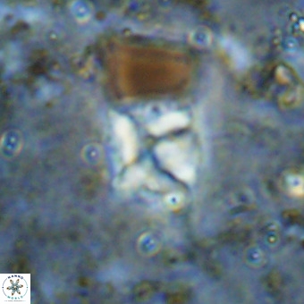 Micula sp VR 21532