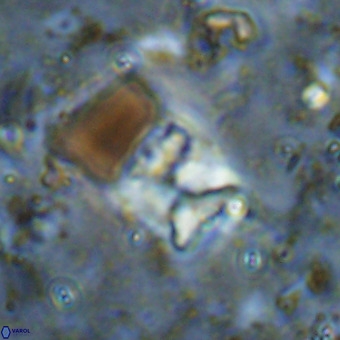 Micula sp VR 21533