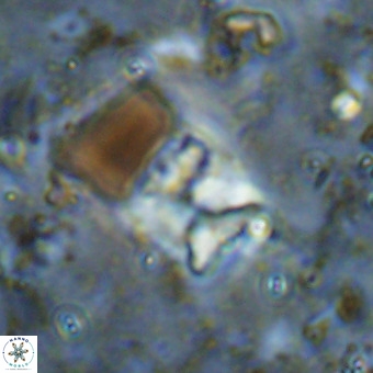 Micula sp VR 21533