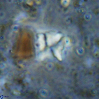 Micula sp VR 21534