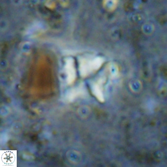 Micula sp VR 21534