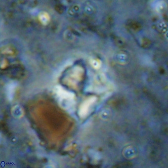 Micula sp VR 21535