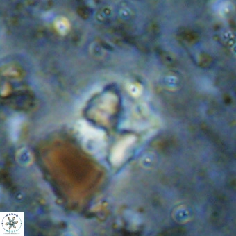 Micula sp VR 21535