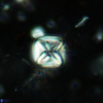 Micula staurophora 5543