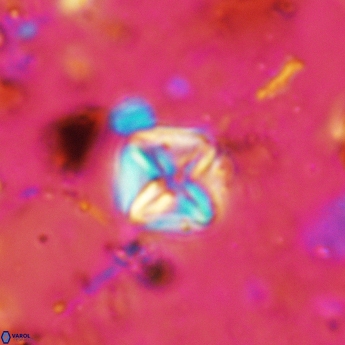 Micula staurophora 5544