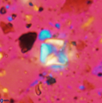 Micula staurophora 5545