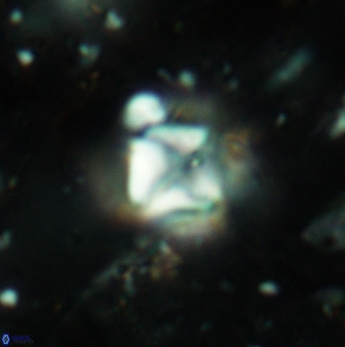 Micula staurophora 5546