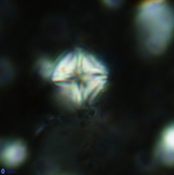 Micula staurophora 5547