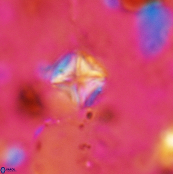 Micula staurophora 5548