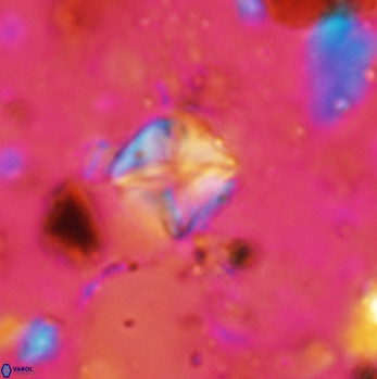 Micula staurophora 5549