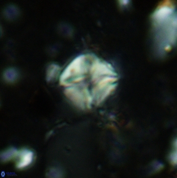 Micula staurophora 5550