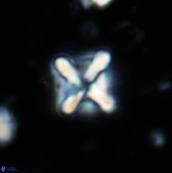 Micula vekshinae decussata 1202