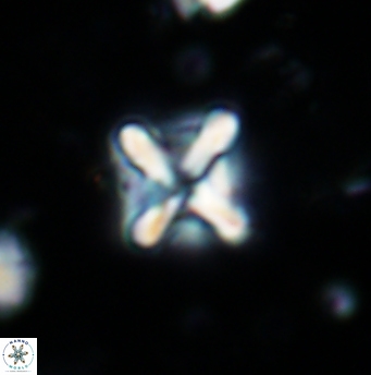 Micula vekshinae decussata 1202