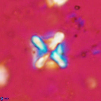 Micula vekshinae decussata 1203