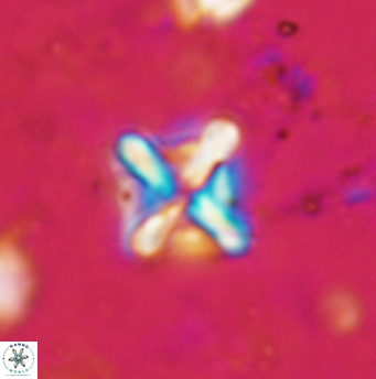 Micula vekshinae decussata 1203