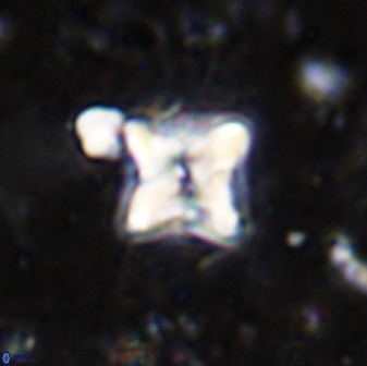 Micula vekshinae decussata 34141