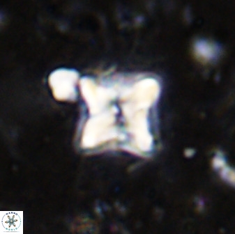 Micula vekshinae decussata 34141