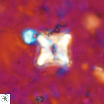 Micula vekshinae decussata 34144