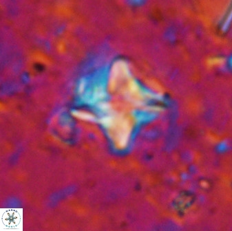 Micula vekshinae decussata 34145