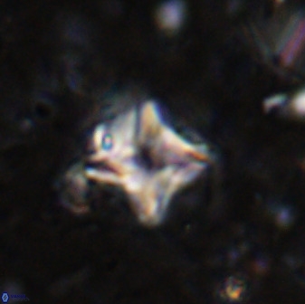 Micula vekshinae decussata 34146