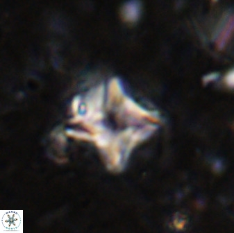 Micula vekshinae decussata 34146