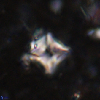 Micula vekshinae decussata 34147