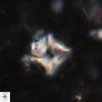 Micula vekshinae decussata 34147