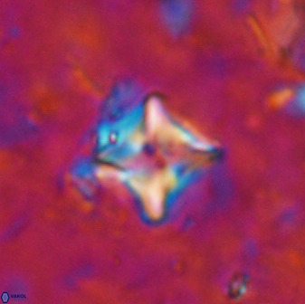 Micula vekshinae decussata 34148