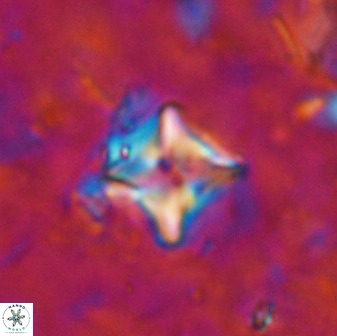 Micula vekshinae decussata 34148
