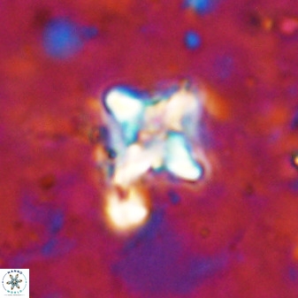Micula vekshinae decussata 34152