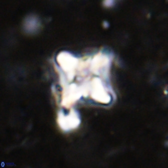 Micula vekshinae decussata 34153