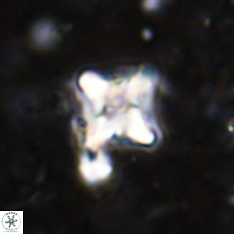 Micula vekshinae decussata 34153
