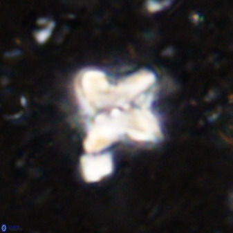 Micula vekshinae decussata 34154