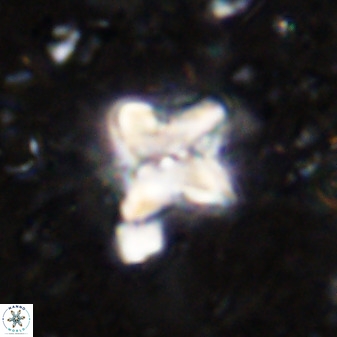 Micula vekshinae decussata 34154