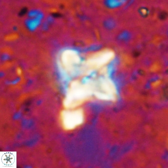 Micula vekshinae decussata 34155