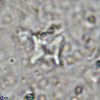Micula vekshinae decussata 34156