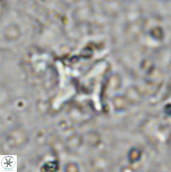 Micula vekshinae decussata 34156