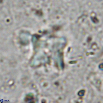 Micula vekshinae decussata 34157