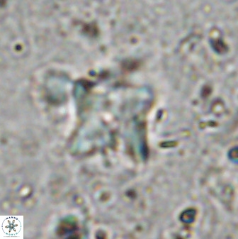 Micula vekshinae decussata 34157