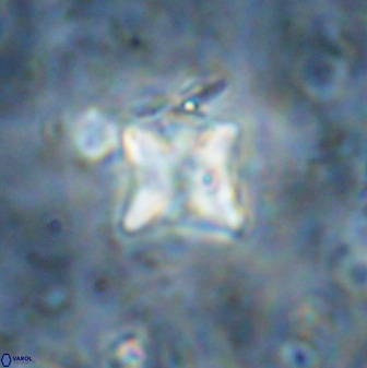 Micula vekshinae decussata 34158
