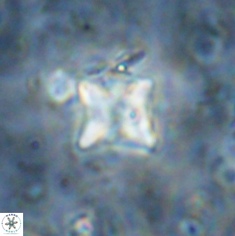 Micula vekshinae decussata 34158