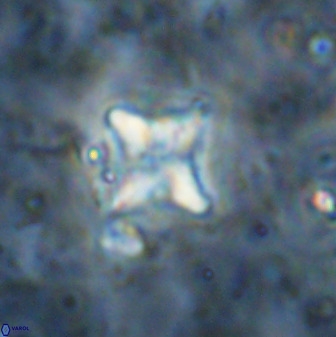 Micula vekshinae decussata 34163