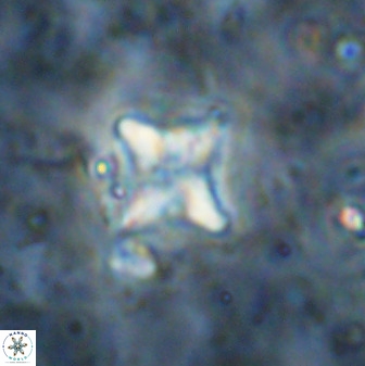 Micula vekshinae decussata 34163